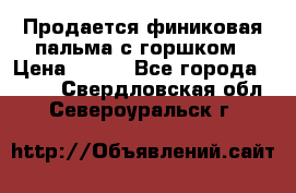Продается финиковая пальма с горшком › Цена ­ 600 - Все города  »    . Свердловская обл.,Североуральск г.